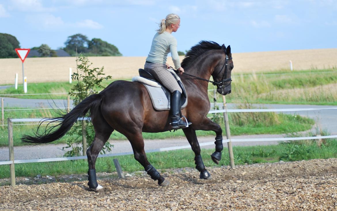 Trakehner Domino billede 7