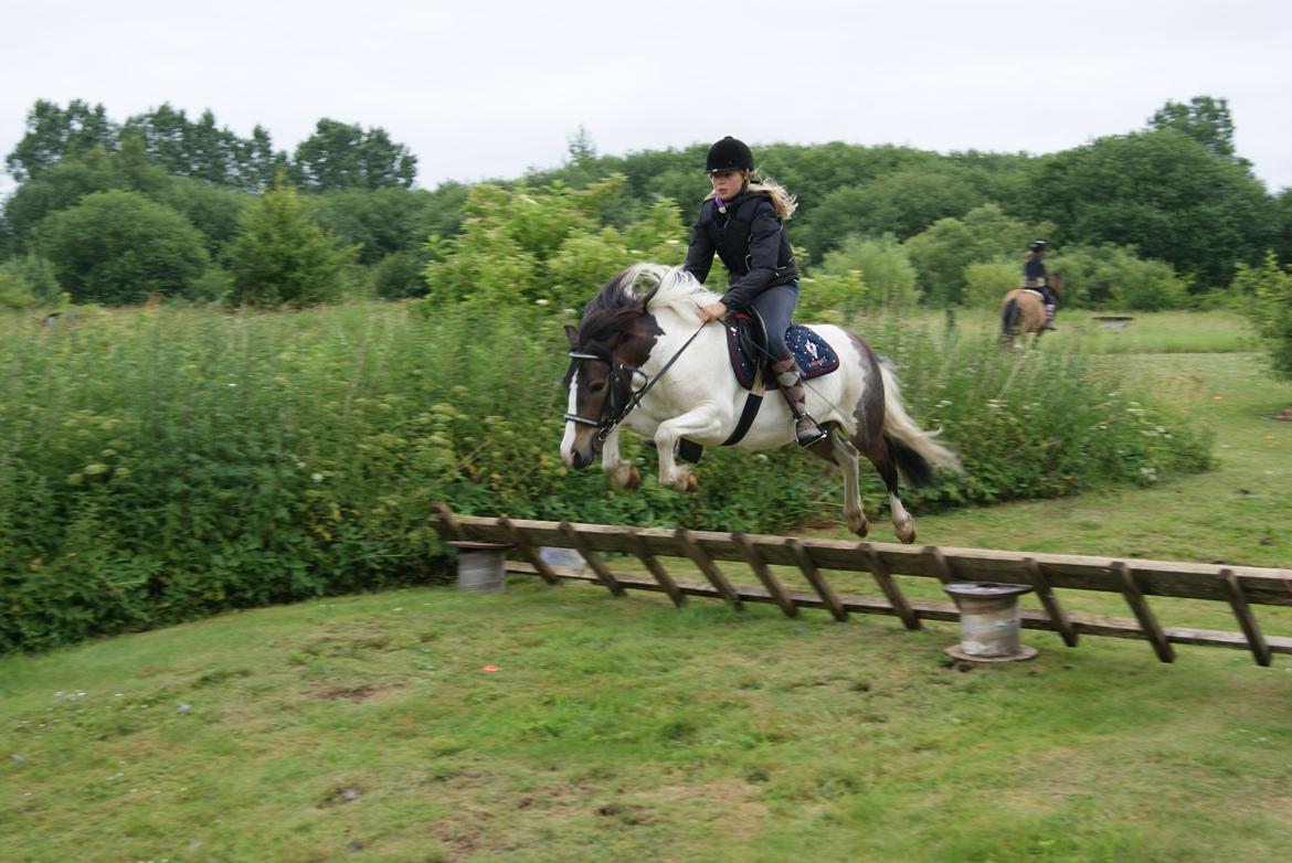 Anden særlig race Plet...<33 - Ridelerjer hos Anne Forsberg billede 19