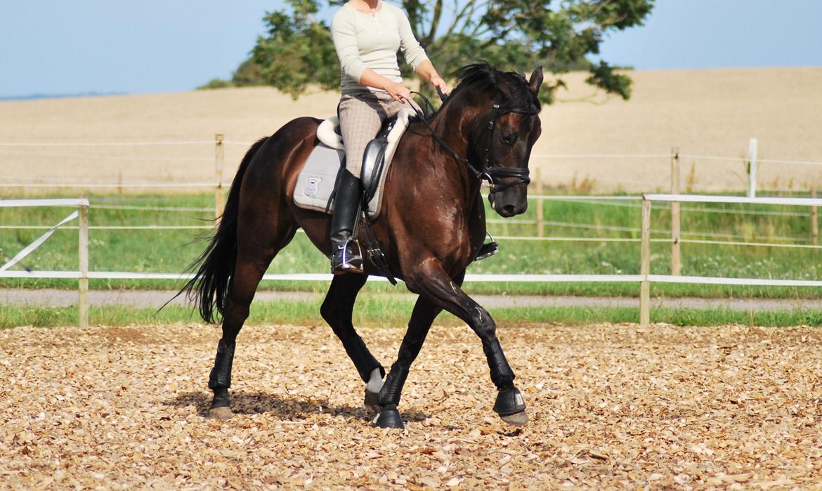 Trakehner Domino billede 8