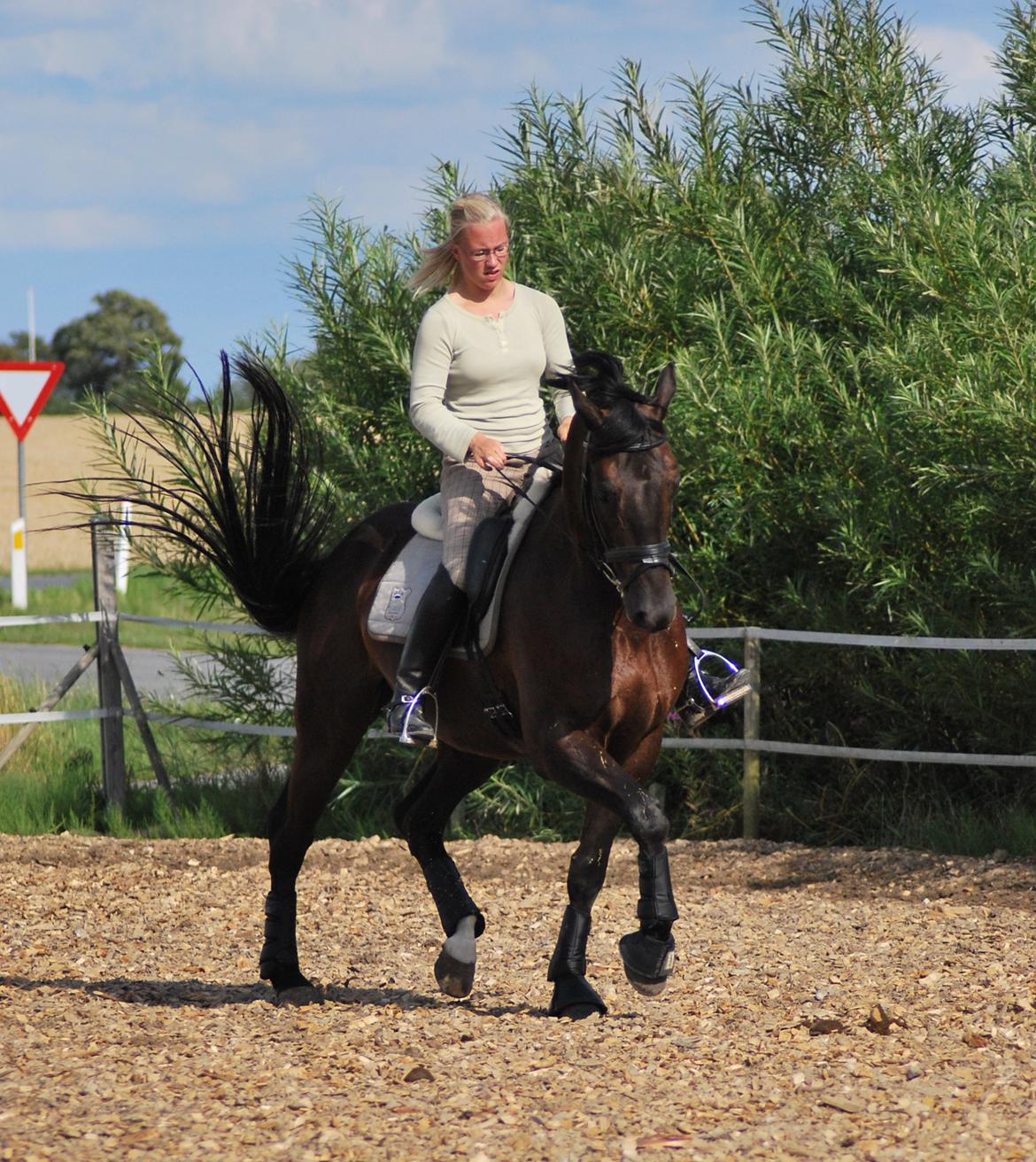 Trakehner Domino billede 9