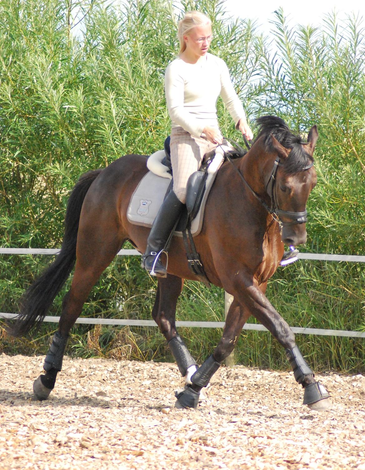 Trakehner Domino billede 10