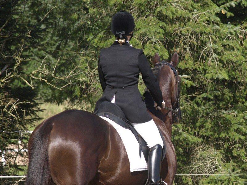 Trakehner Domino billede 1