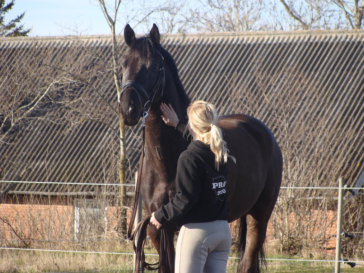 Trakehner Domino billede 12