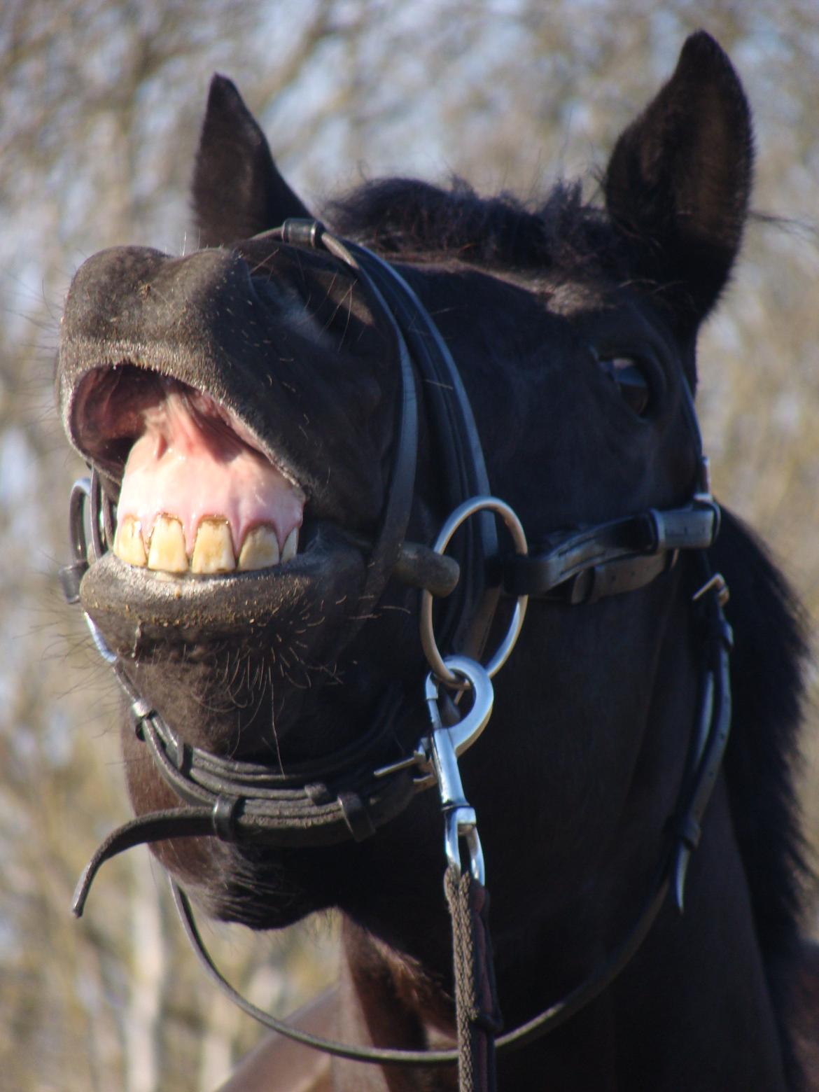 Trakehner Domino billede 13