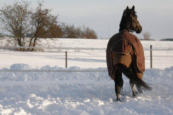Trakehner Domino billede 14