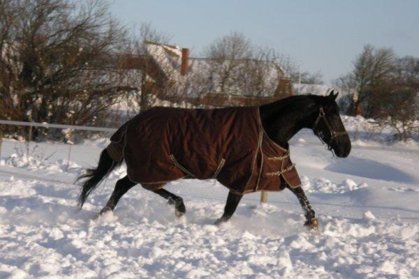 Trakehner Domino billede 11
