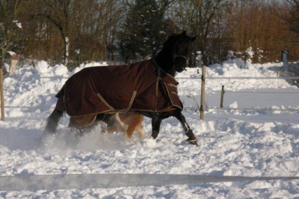 Trakehner Domino billede 15