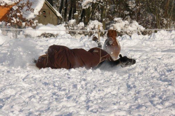 Trakehner Domino billede 16