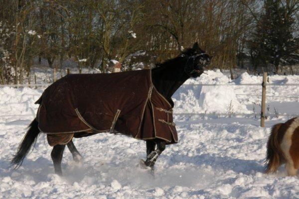 Trakehner Domino billede 18