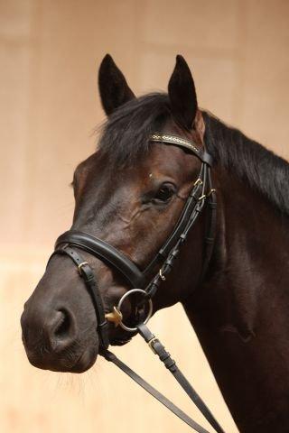 Trakehner Domino billede 19