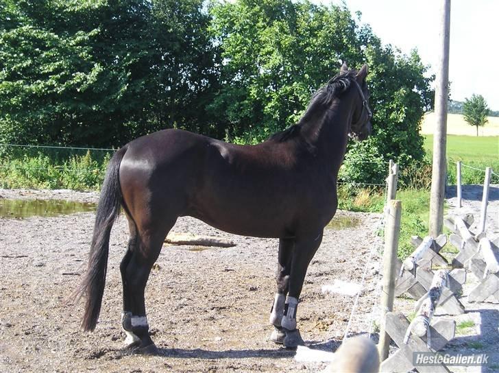 Trakehner Domino billede 20