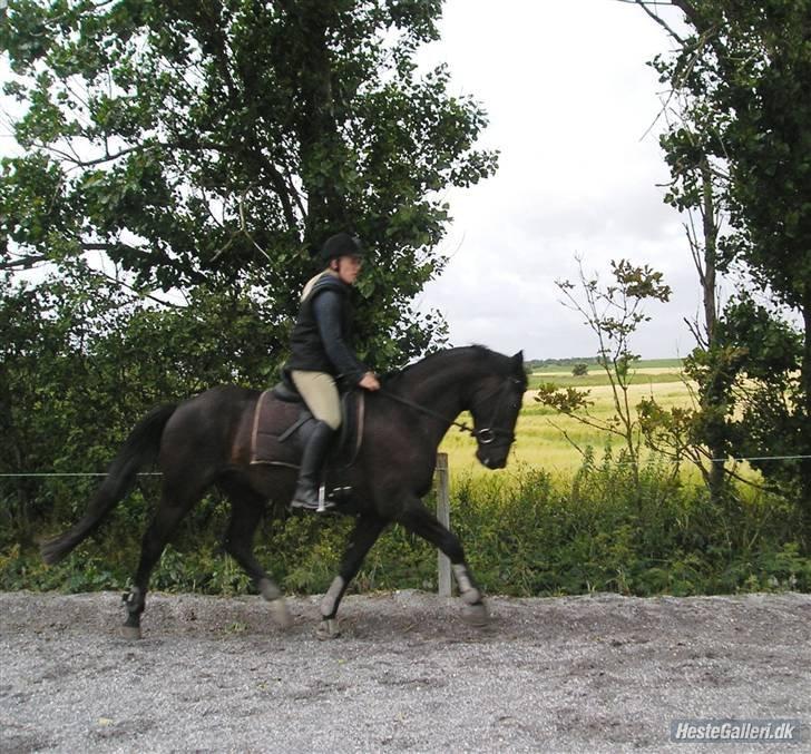 Trakehner Domino billede 17