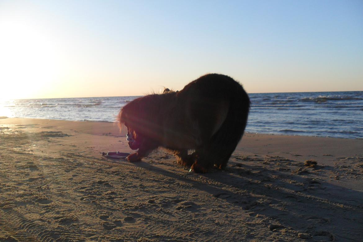 Shetlænder Hedelunds Malou billede 11