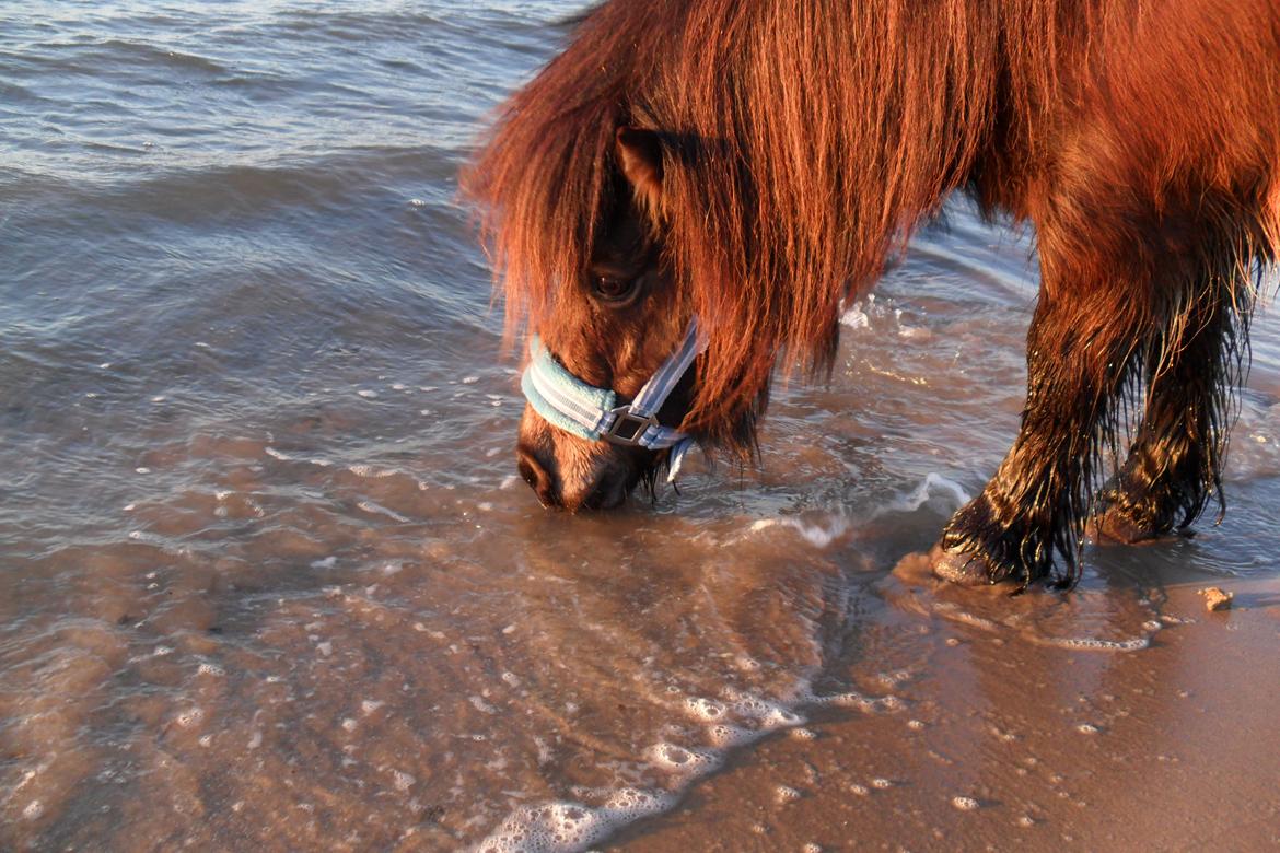 Shetlænder Hedelunds Malou billede 12