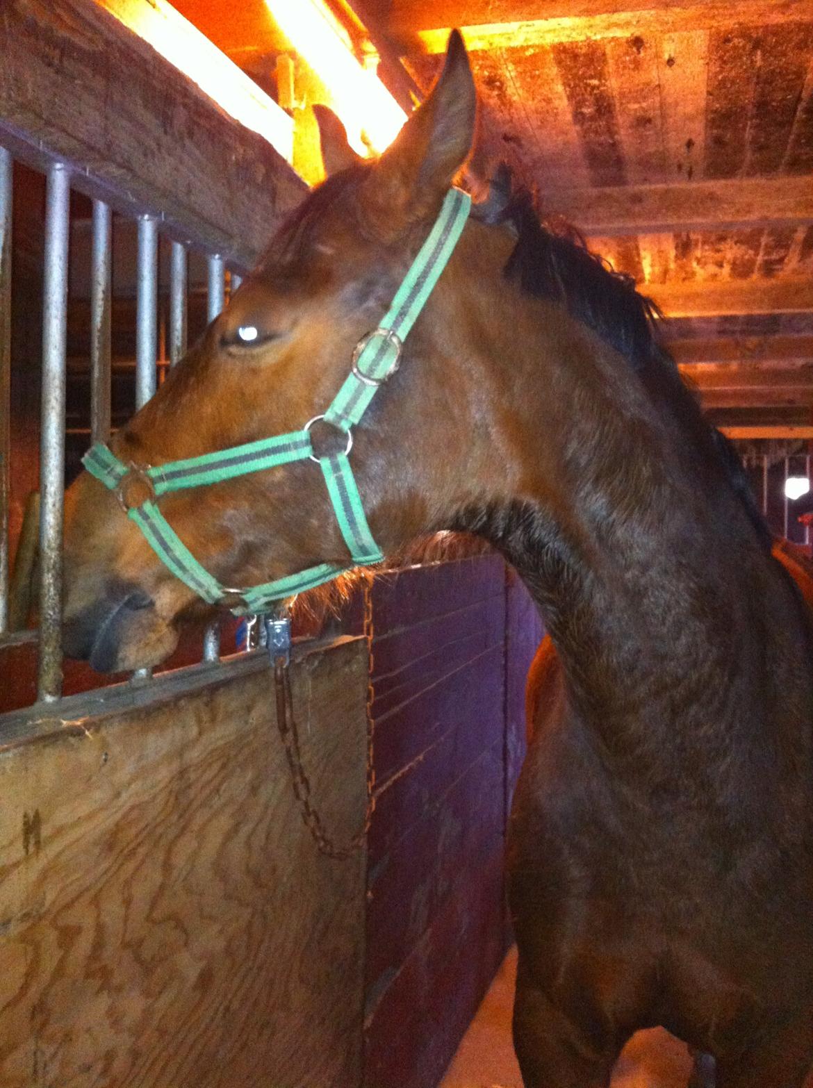 Hannoveraner Filia T billede 9