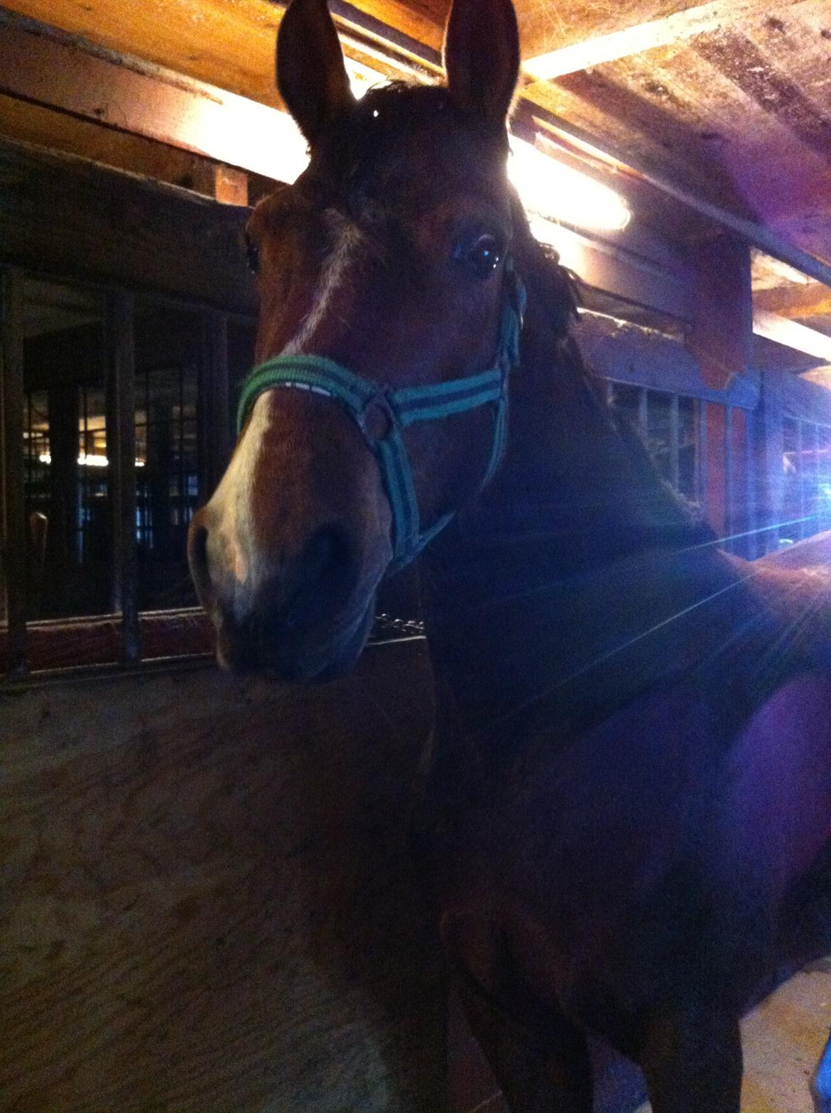 Hannoveraner Filia T billede 1