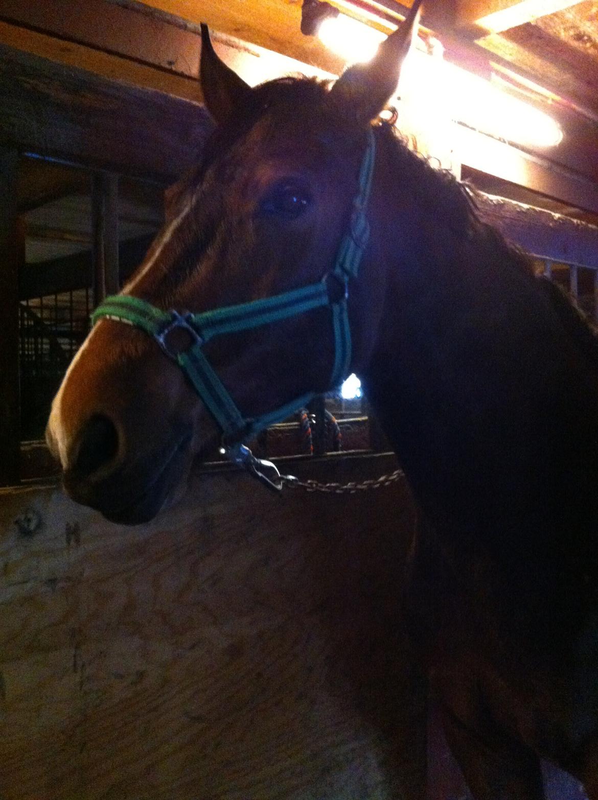 Hannoveraner Filia T billede 10