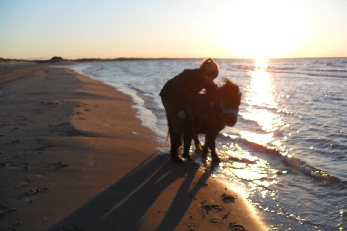 Shetlænder Hedelunds Malou billede 13