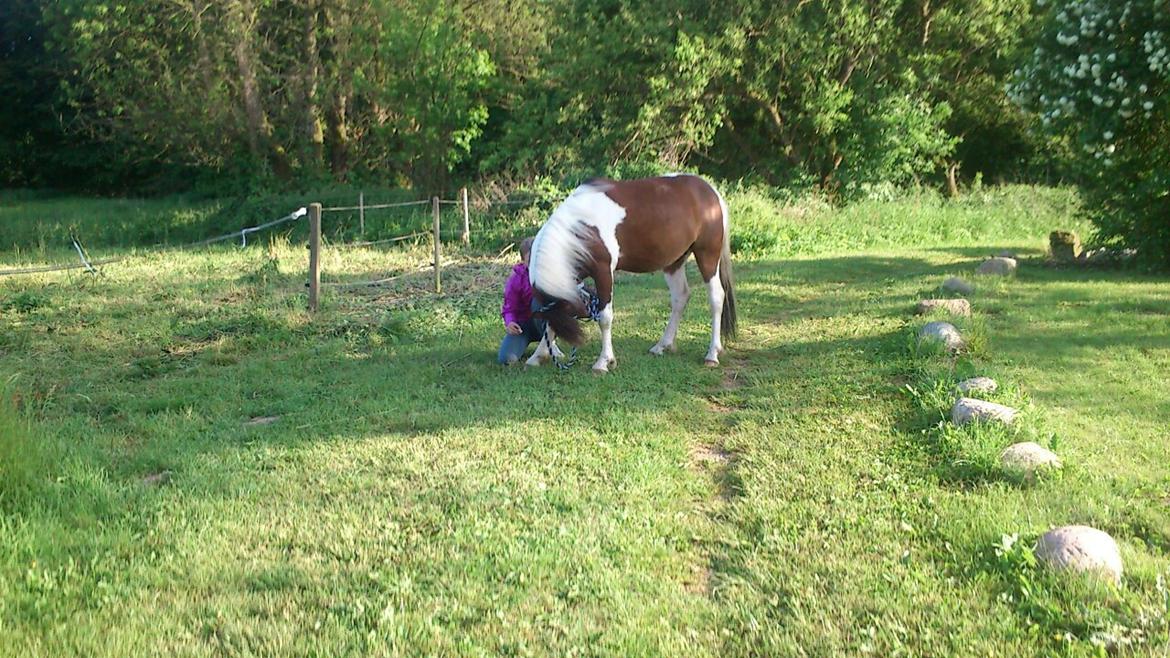 Pinto Mosegårdens Eddieson Fox (Baby) - Han har lært at neje! :D <3  billede 13