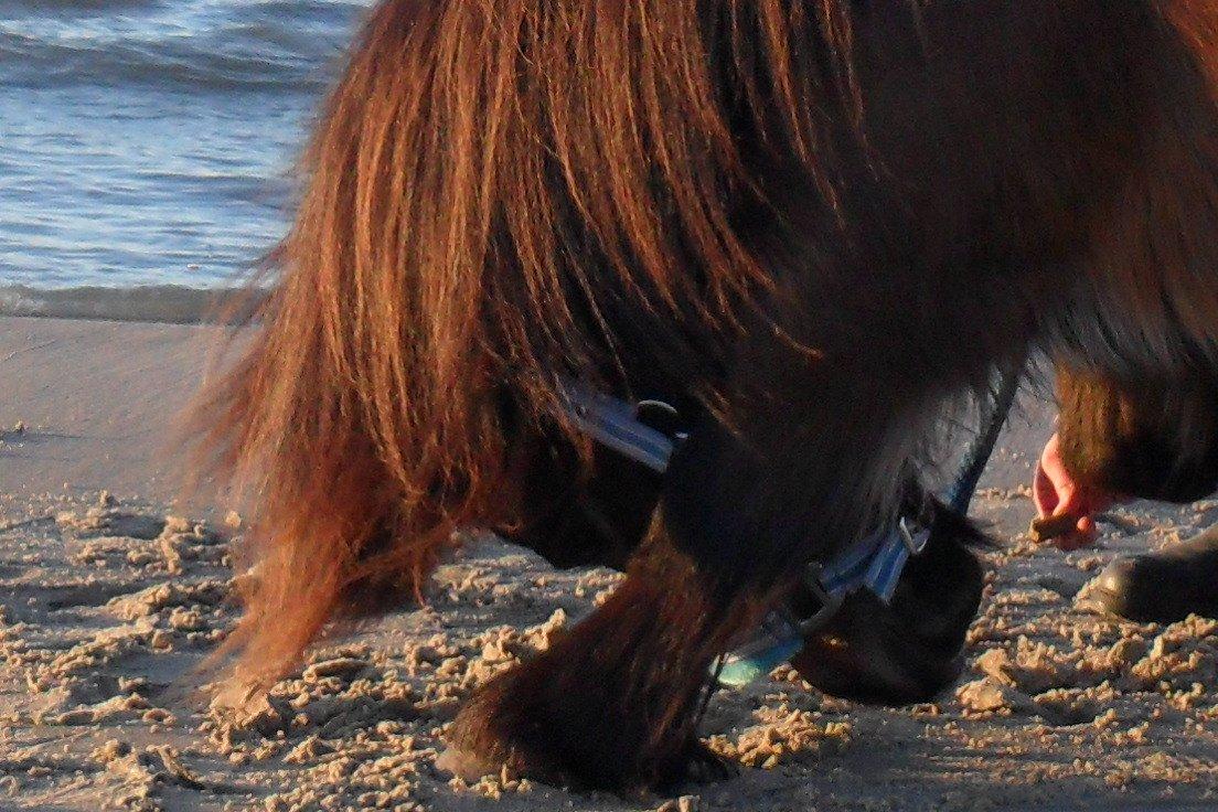 Shetlænder Hedelunds Malou billede 14