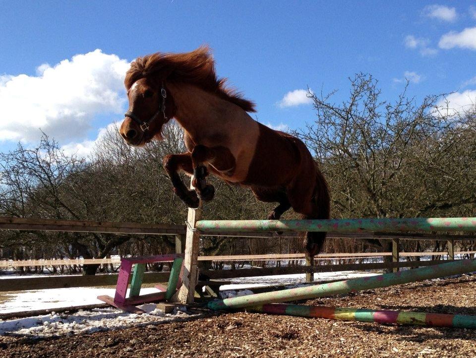 Islænder stjarna<3 - hendes første gang til løs springnig :D billede 6