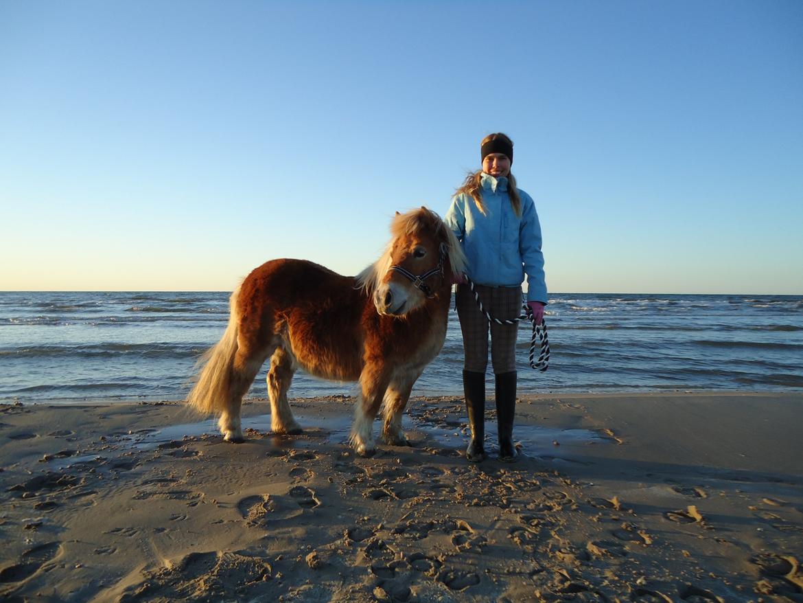 Shetlænder Monick Bomlund - På Tversted strand d. 26/3-2013, med Monick og Malou;D billede 3