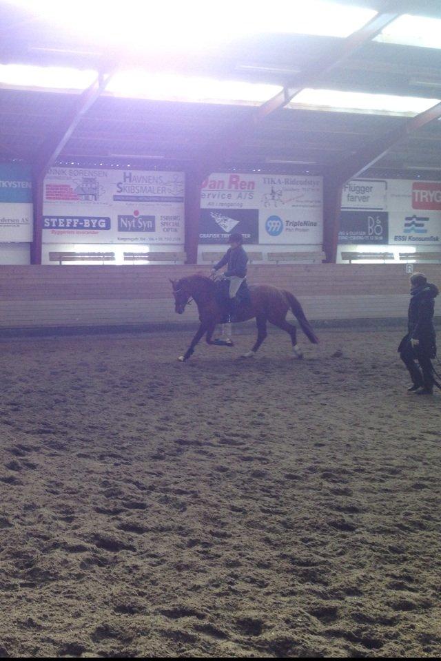 Dansk Varmblod Golden Three billede 11