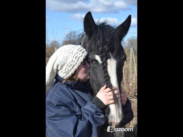 Irish Cob Pam:-* - Den jeg vil leve med resten af dagenes ende, ligemeget hvor meget andre svigter!:-*<3 billede 14