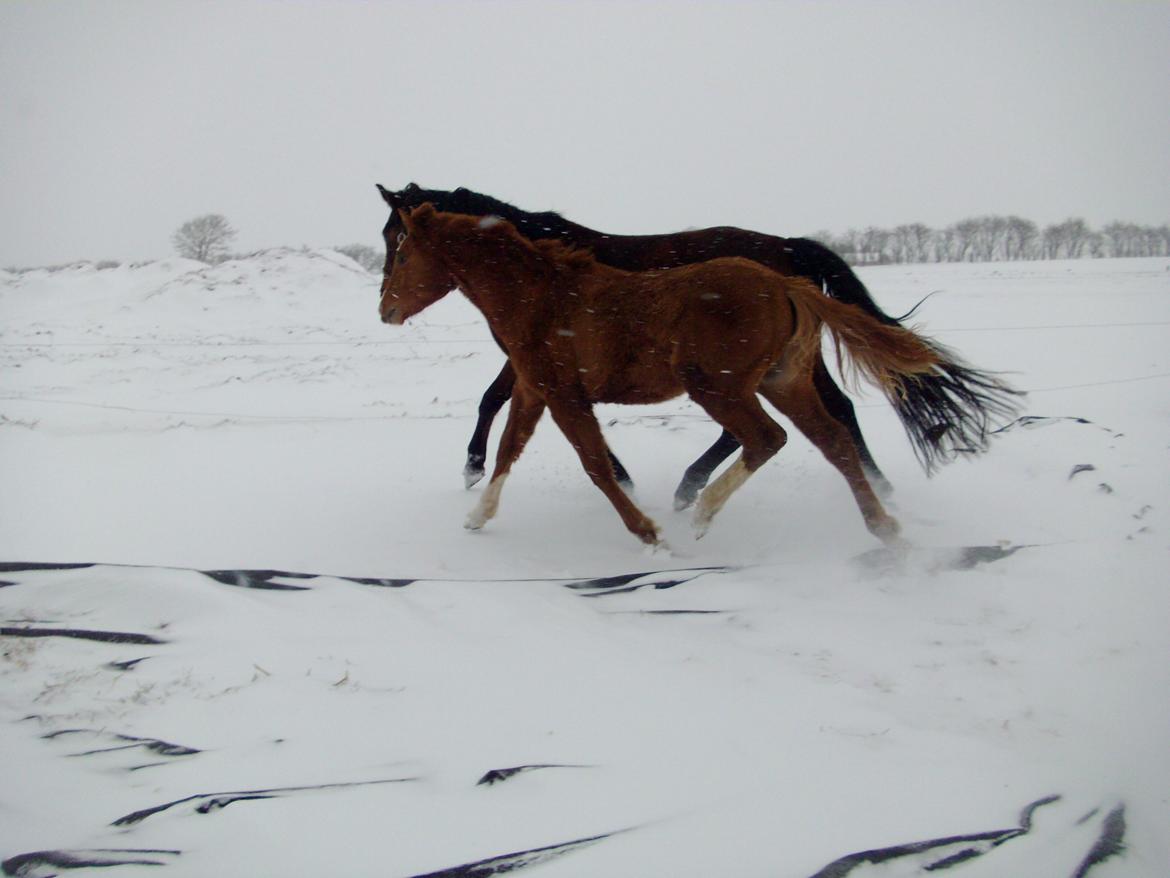 Sportsaraber (A) NA's Magic Dream Ibn Wahab - Magic og hans mor i smuk harmoni :-) billede 11