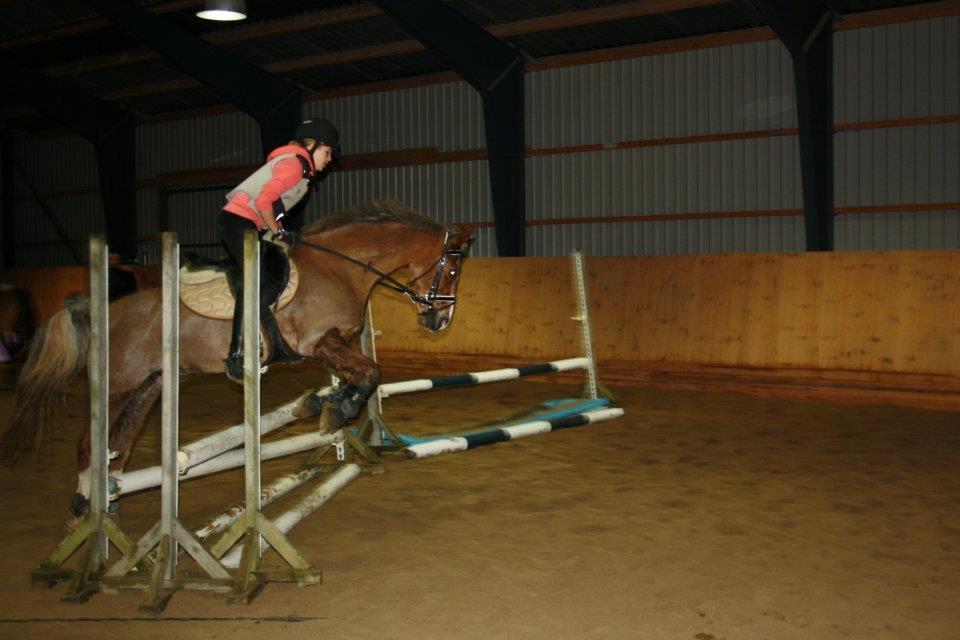 Welsh Cob (sec D) Møllegårdens Danzih R.I.P. Savnet billede 2