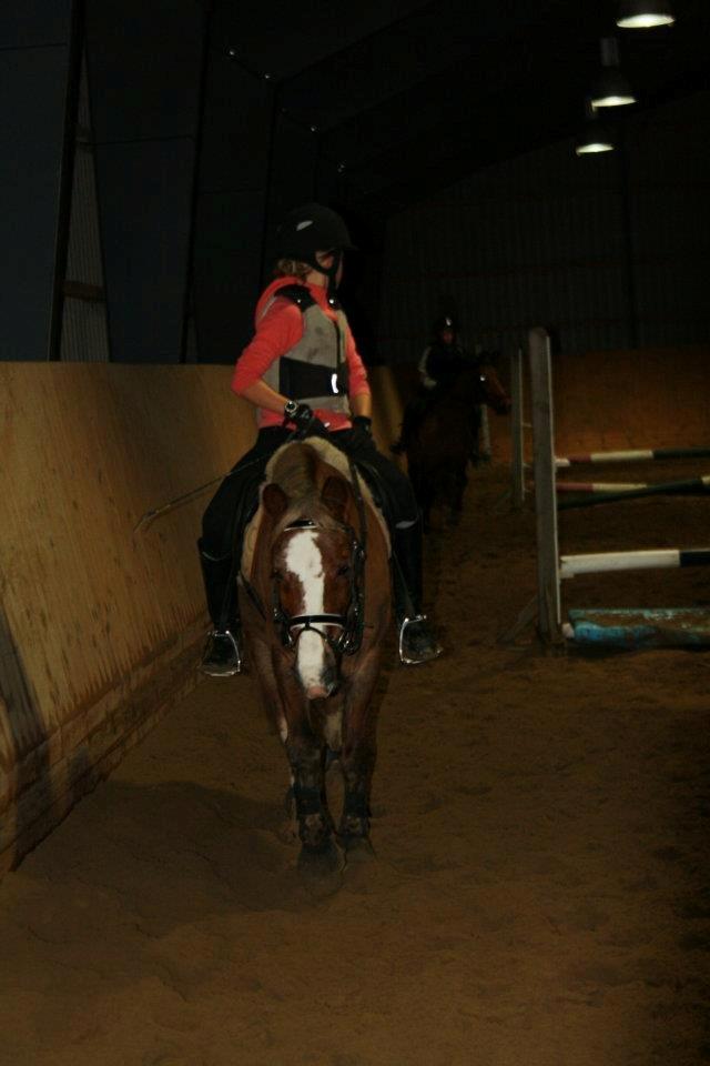 Welsh Cob (sec D) Møllegårdens Danzih R.I.P. Savnet billede 3