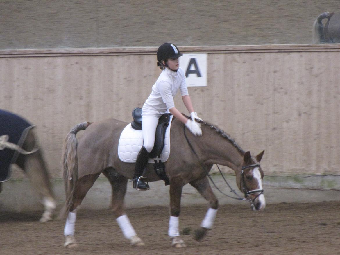 Welsh Cob (sec D) Møllegårdens Danzih R.I.P. Savnet billede 4
