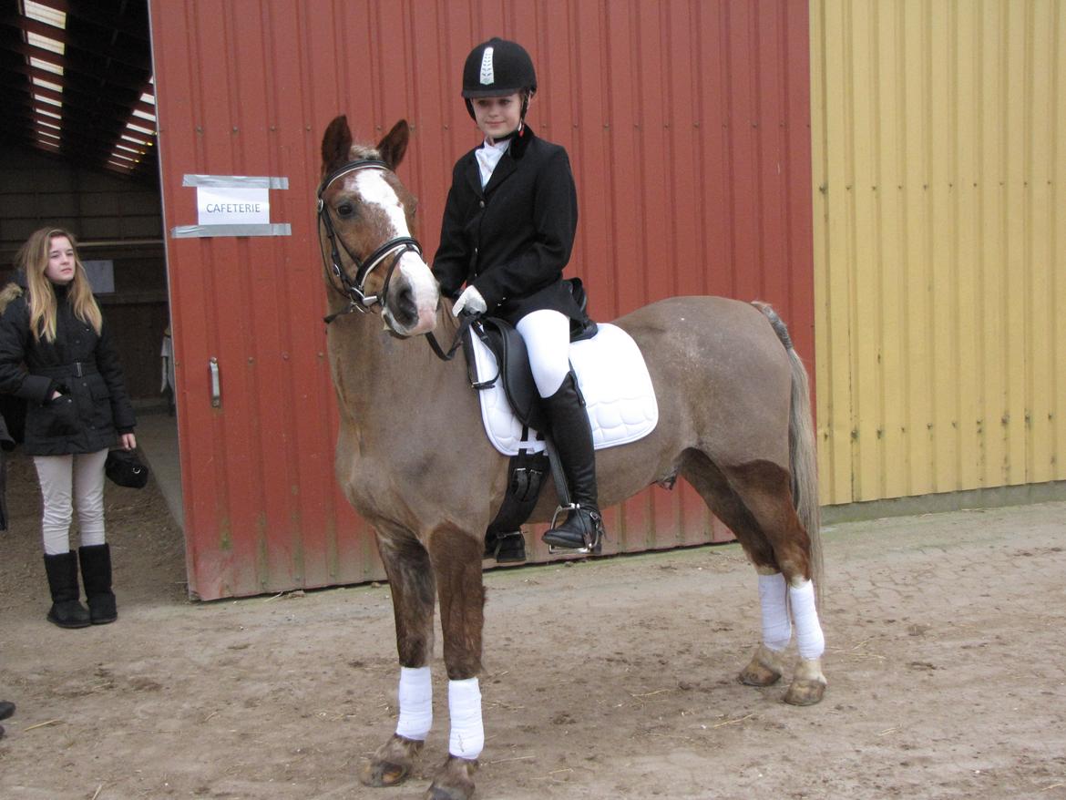 Welsh Cob (sec D) Møllegårdens Danzih R.I.P. Savnet billede 6
