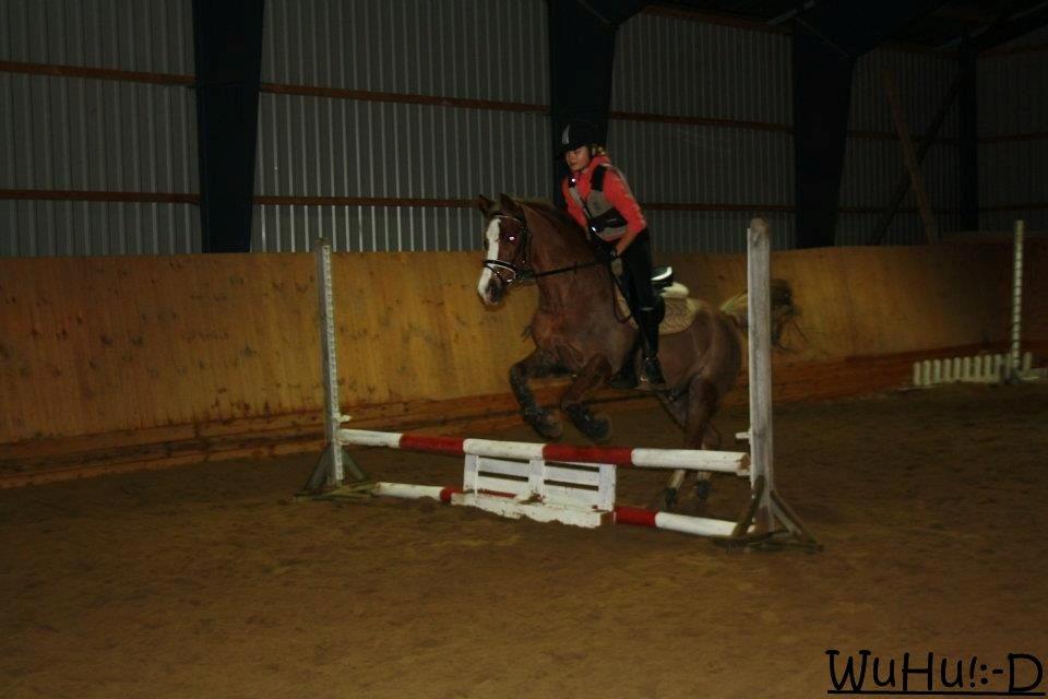 Welsh Cob (sec D) Møllegårdens Danzih R.I.P. Savnet billede 7