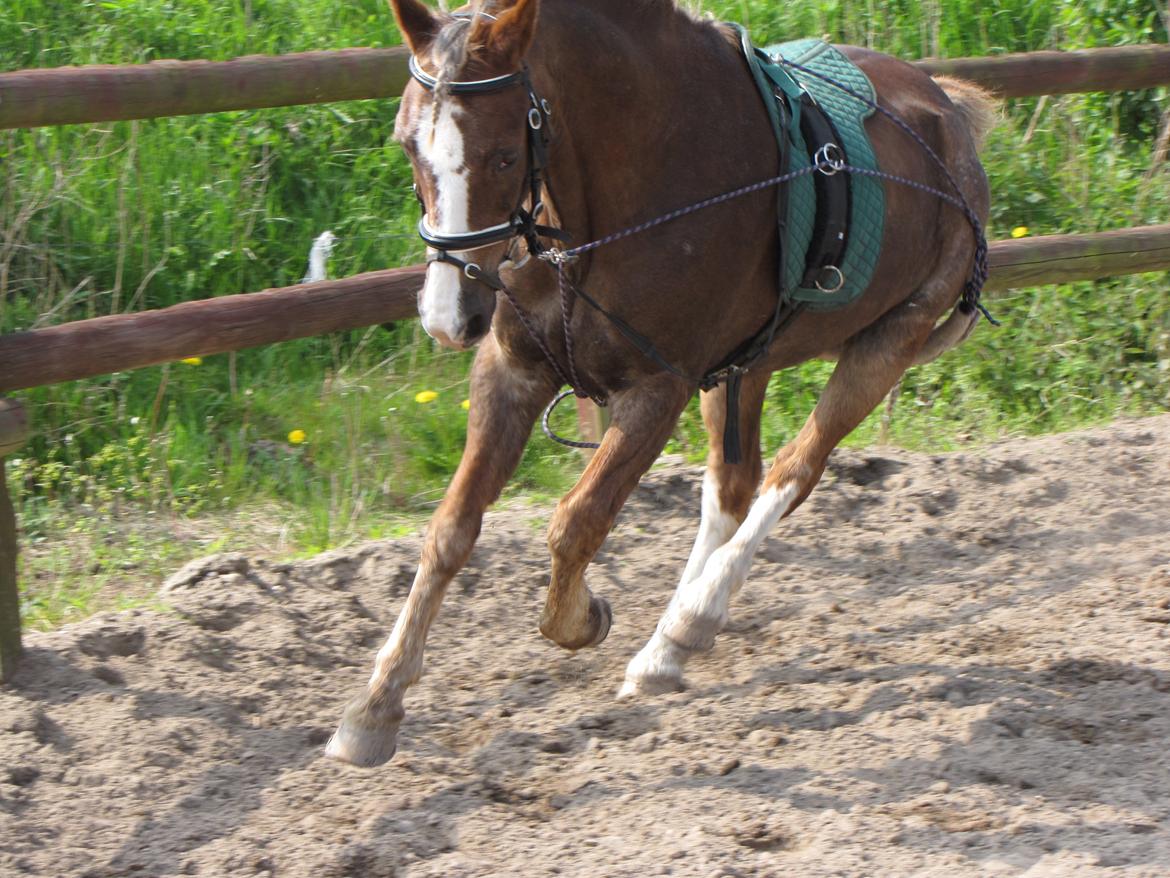 Welsh Cob (sec D) Møllegårdens Danzih R.I.P. Savnet billede 8