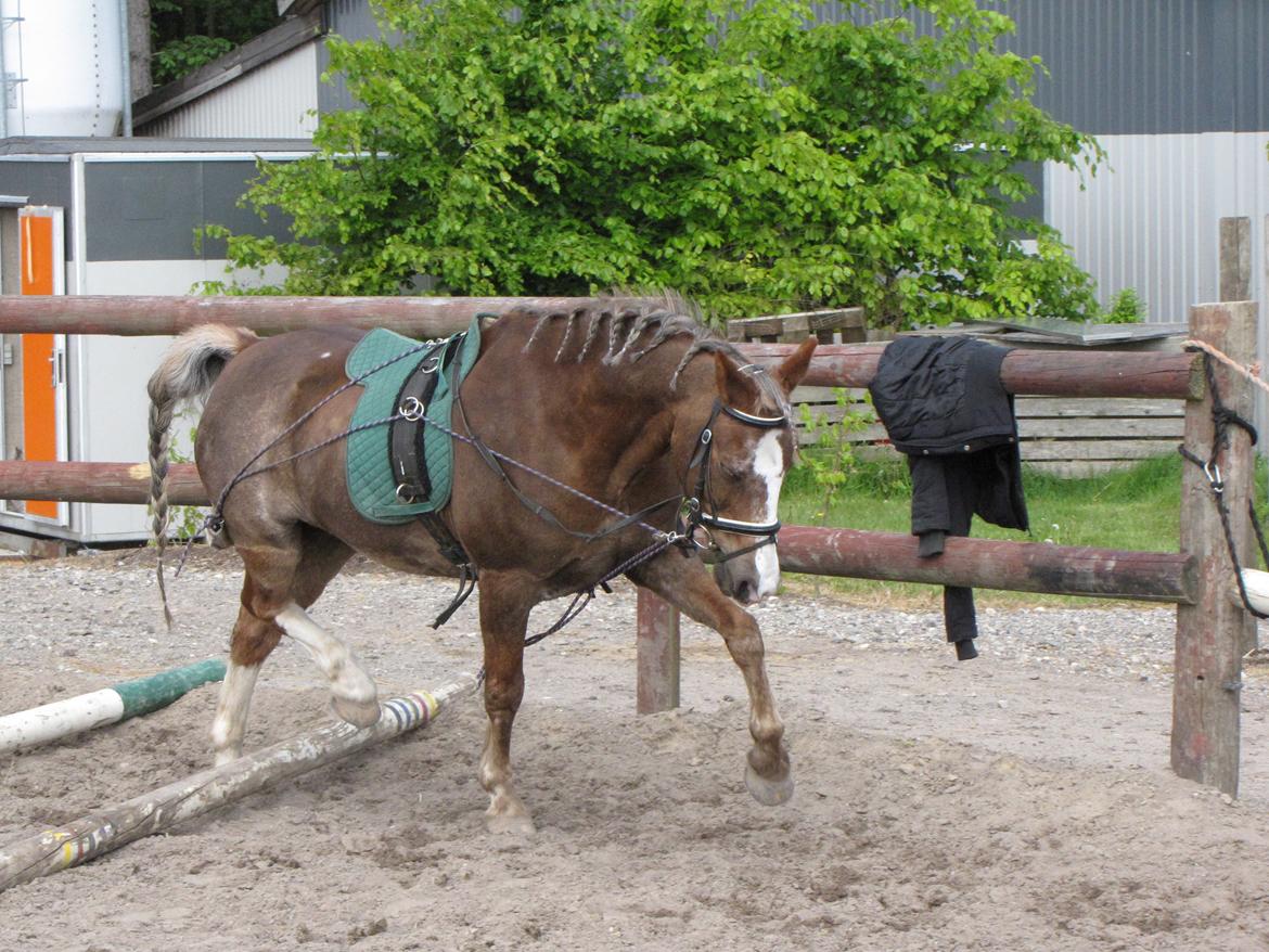 Welsh Cob (sec D) Møllegårdens Danzih R.I.P. Savnet billede 9