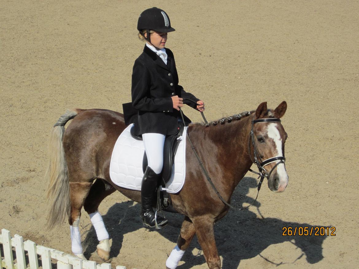 Welsh Cob (sec D) Møllegårdens Danzih R.I.P. Savnet billede 10