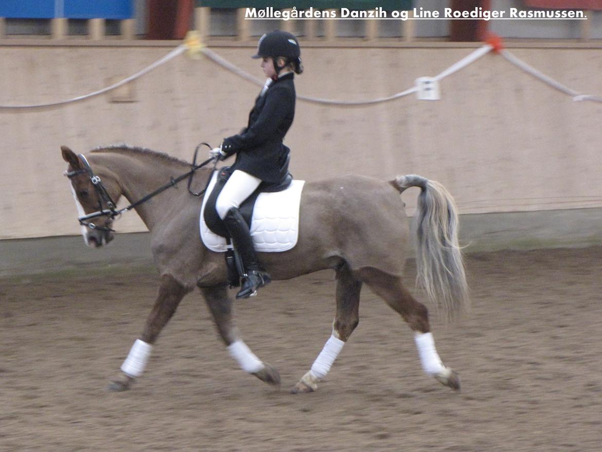 Welsh Cob (sec D) Møllegårdens Danzih R.I.P. Savnet billede 11