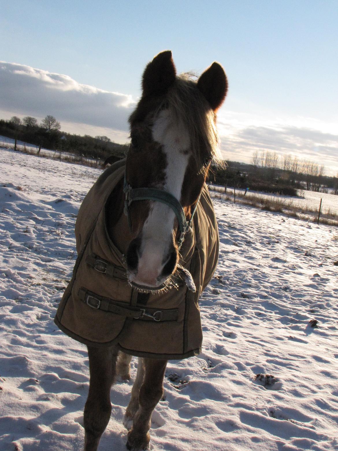 Welsh Cob (sec D) Møllegårdens Danzih R.I.P. Savnet billede 12