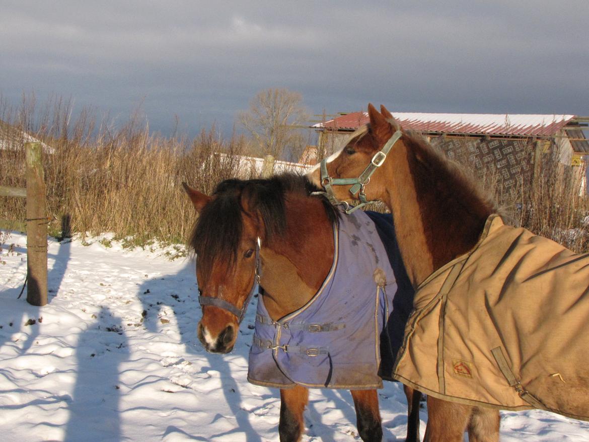 Welsh Cob (sec D) Møllegårdens Danzih R.I.P. Savnet billede 13