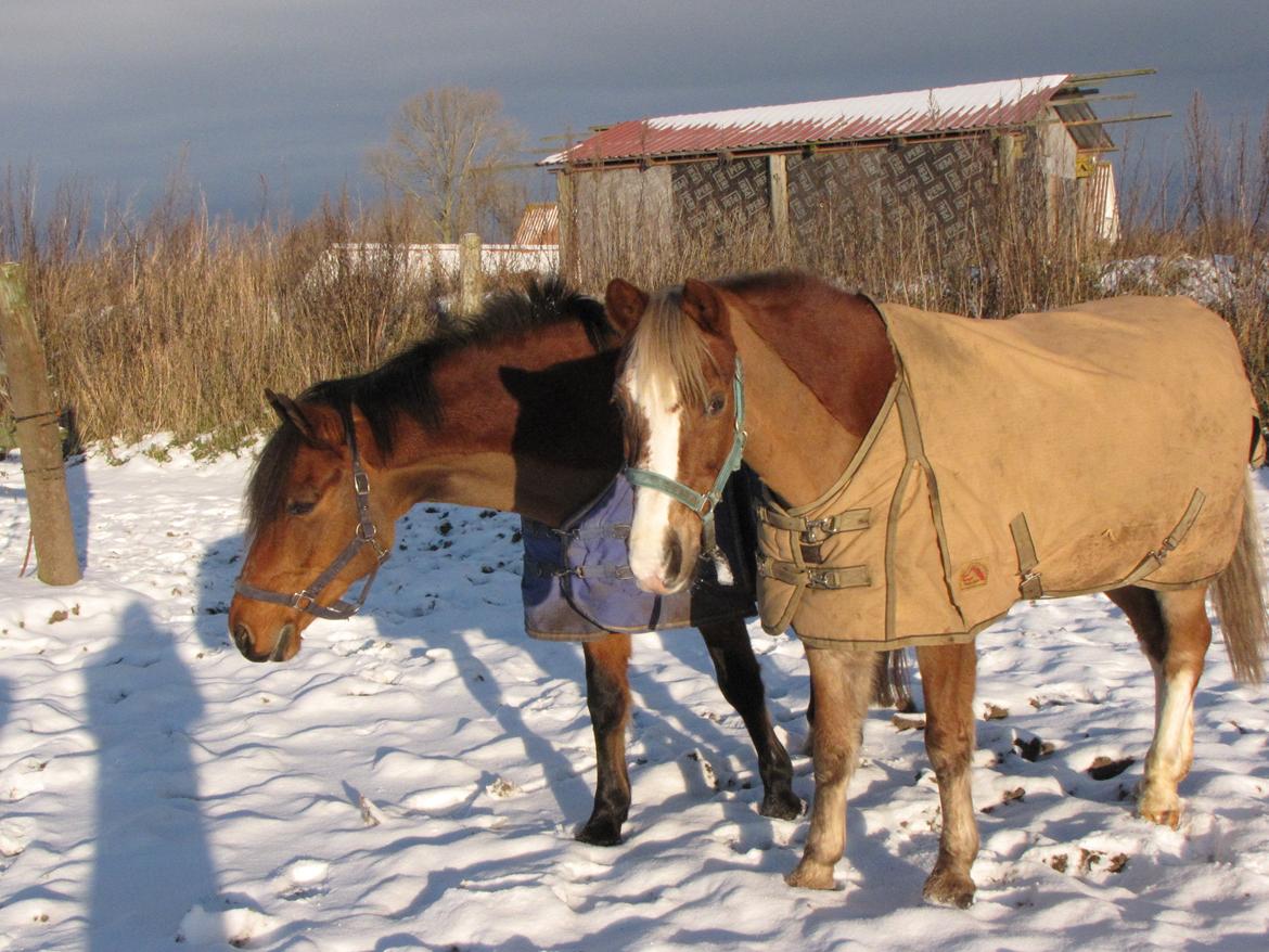Welsh Cob (sec D) Møllegårdens Danzih R.I.P. Savnet billede 14