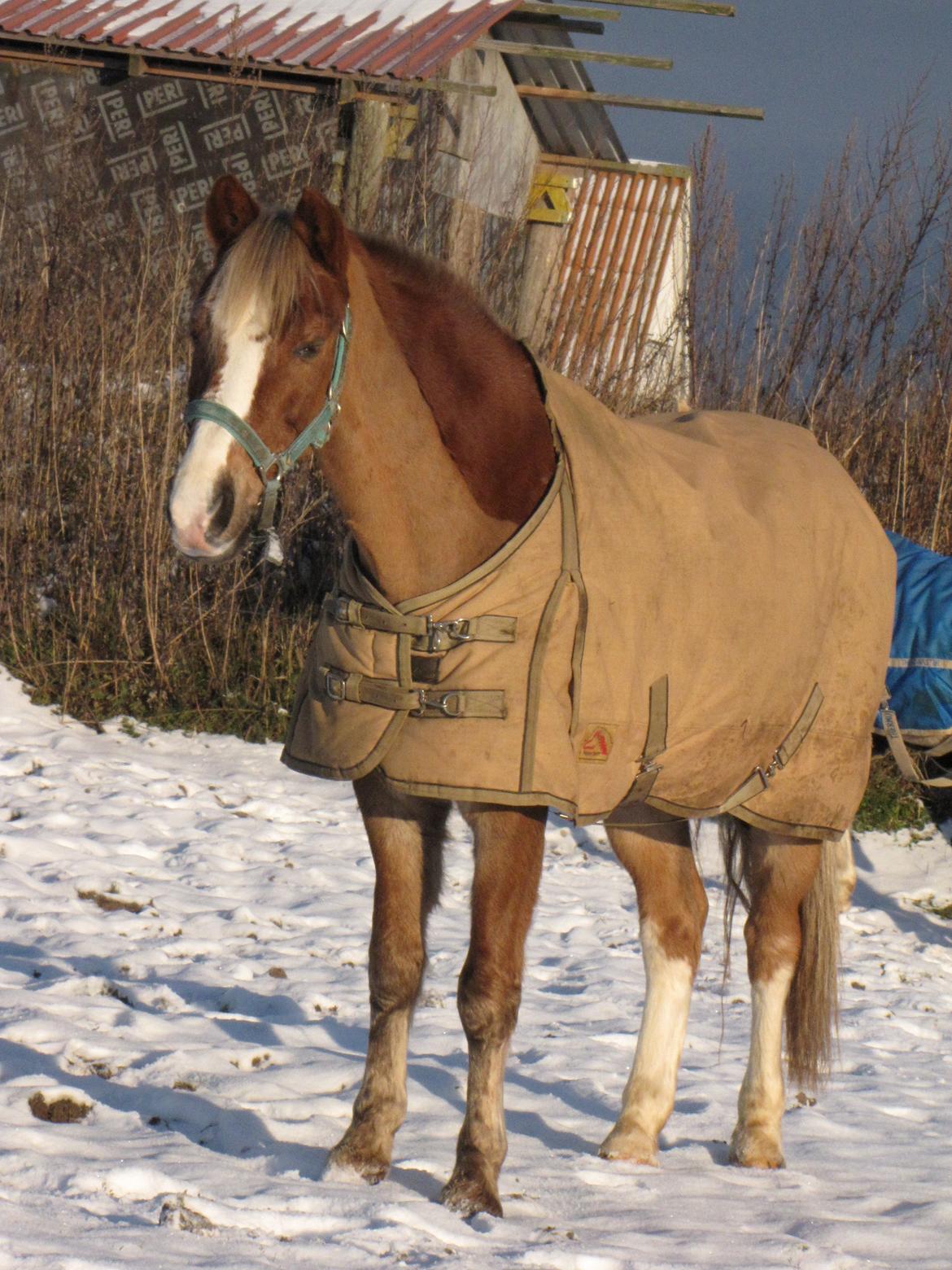 Welsh Cob (sec D) Møllegårdens Danzih R.I.P. Savnet billede 15