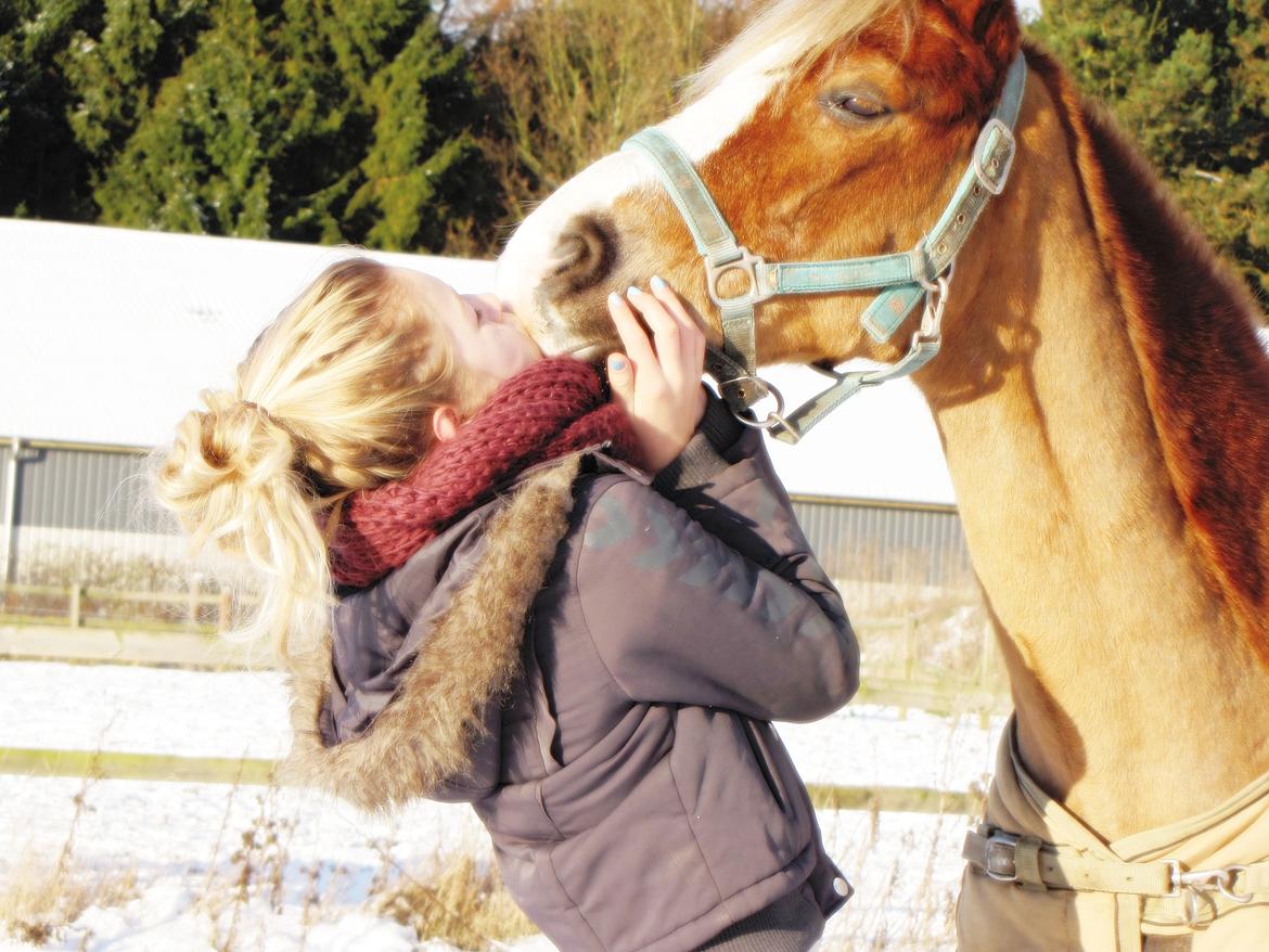 Welsh Cob (sec D) Møllegårdens Danzih R.I.P. Savnet billede 16