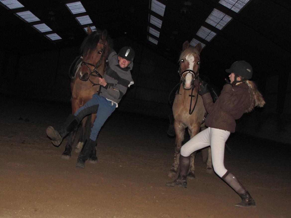 Welsh Cob (sec D) Møllegårdens Danzih R.I.P. Savnet billede 17