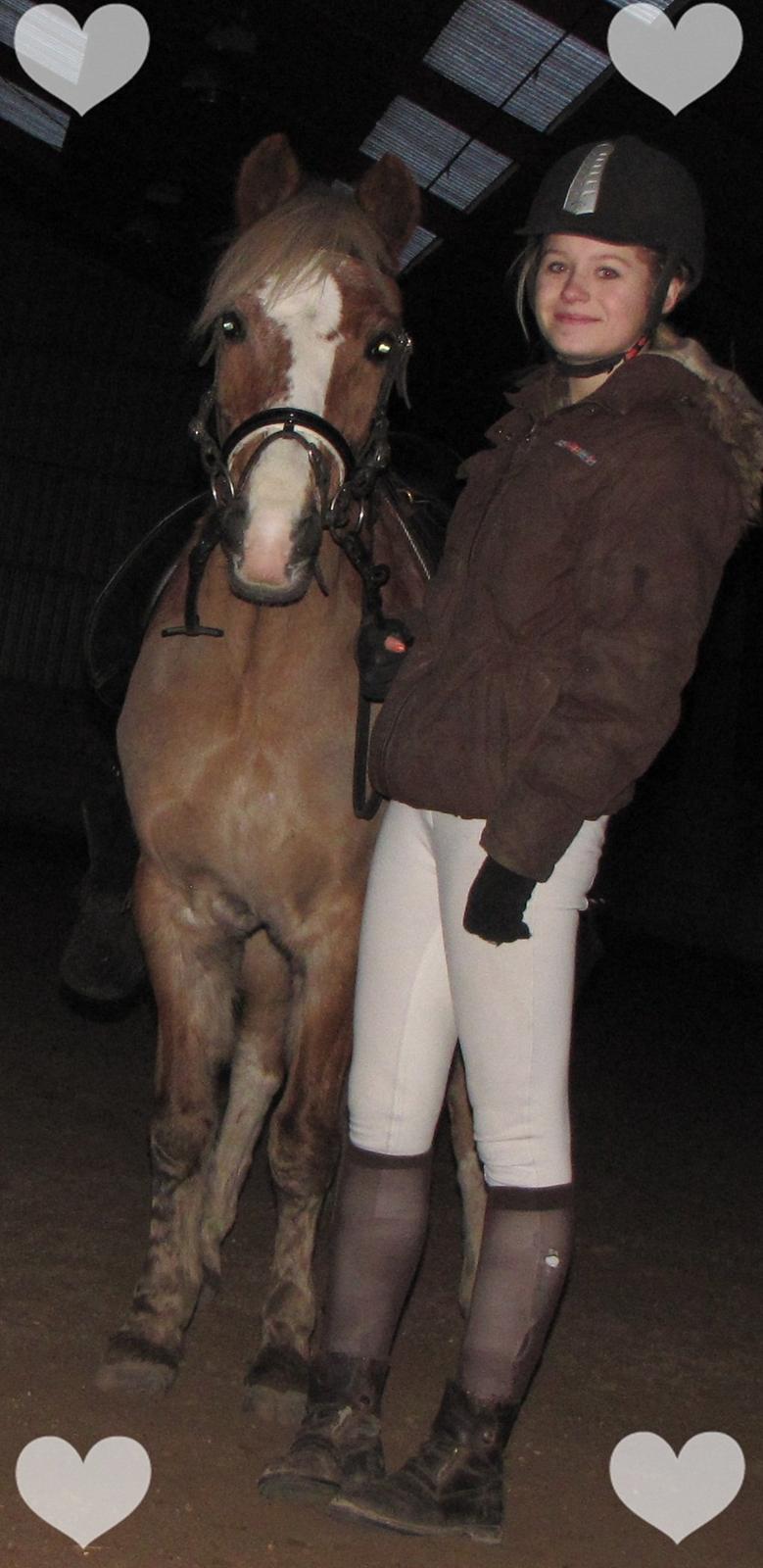 Welsh Cob (sec D) Møllegårdens Danzih R.I.P. Savnet billede 18