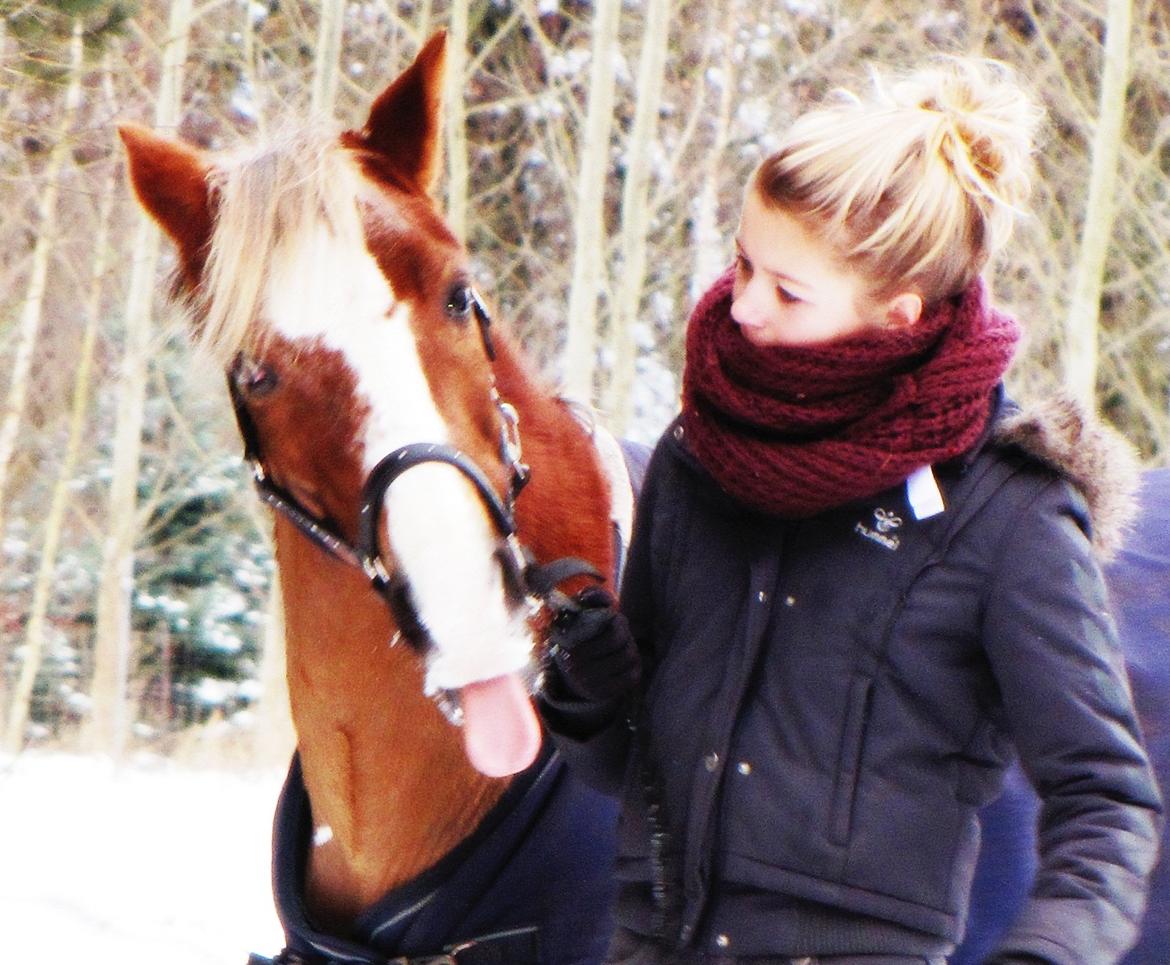 Welsh Cob (sec D) Møllegårdens Danzih R.I.P. Savnet billede 19