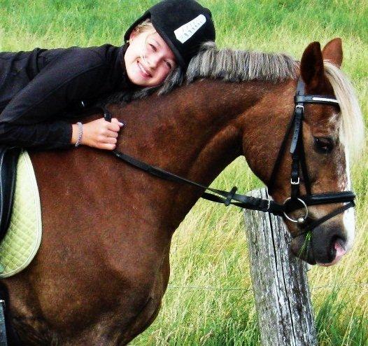 Welsh Cob (sec D) Møllegårdens Danzih R.I.P. Savnet billede 20