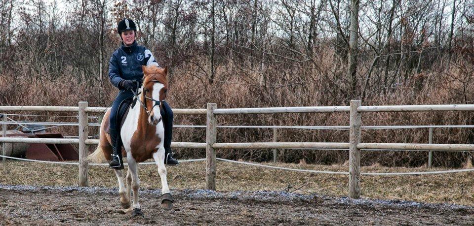 Pinto Bredkærgaards Sandro - (NYT!)lillehest kan flytte fusserne!! billede 3