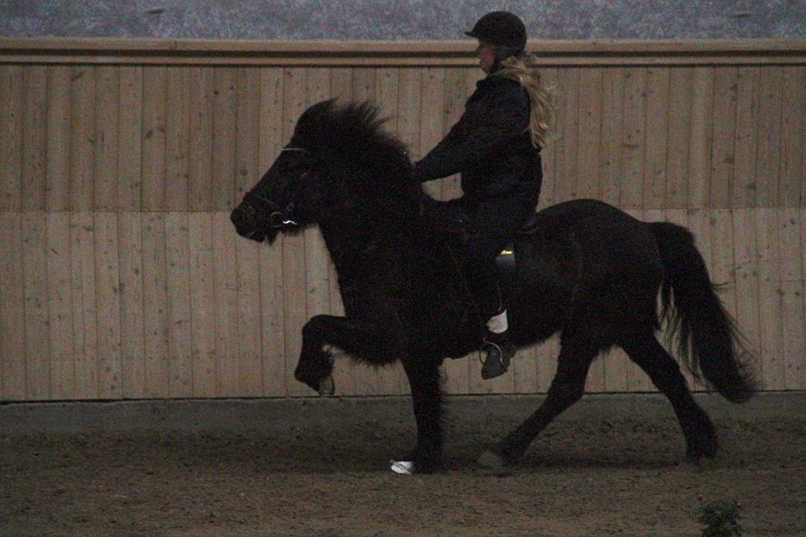 Islænder Hvítasunna - første stævne i 2013, man kan godt se at hun er ude af form, bær over med det <3  billede 15