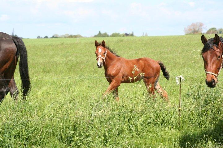 Dansk Varmblod Lisandro billede 3